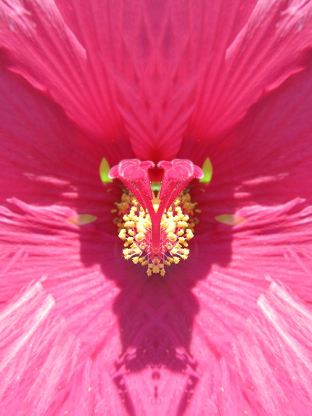 Hibiscus Mystery