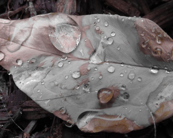 Waterdrops