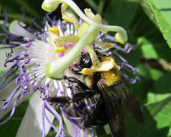 Bee