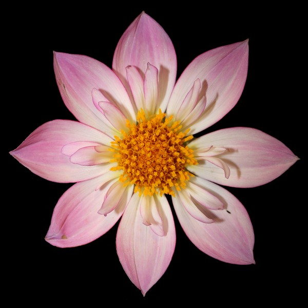 Dahlia #1