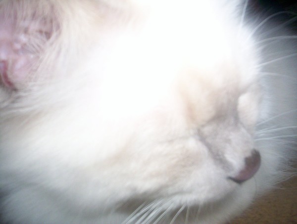 Antons photo of our summer cat 
