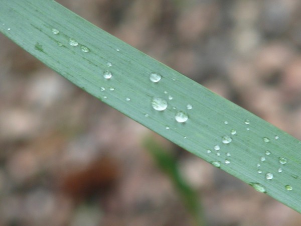 DROPLETS SERIES:/