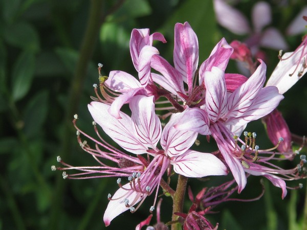 purple..florals