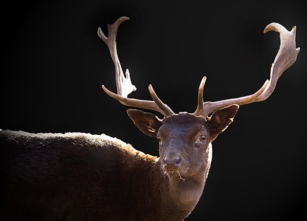 Deer III