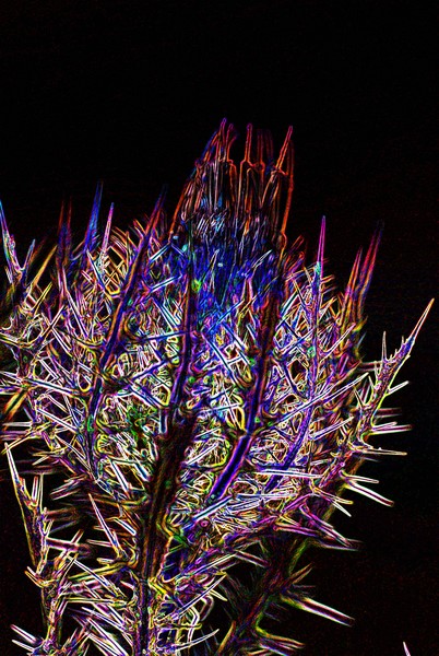 Thistle