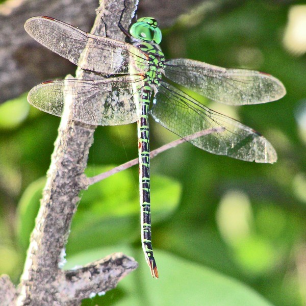 Green dragonfly