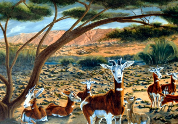 Mohrr Gazelles   Sahar Oasis