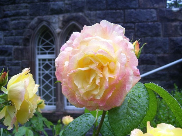 St Conan's Kirk Rose