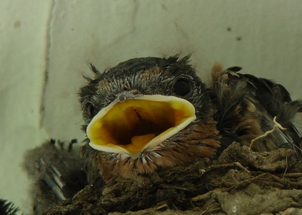 Feeding Time