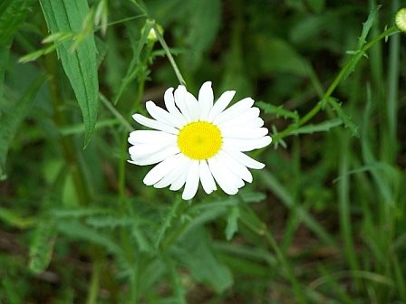 Daisy in the mountains