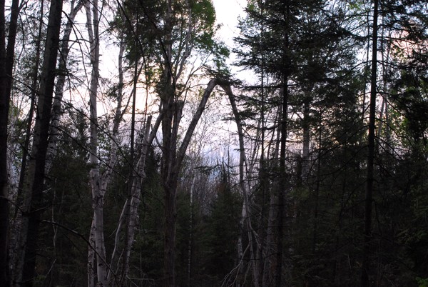 Forest's Doorway