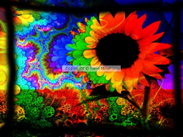 flowers of the sun 2