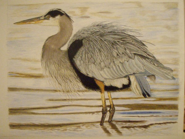 Great Blue Heron