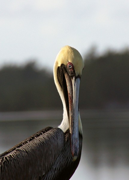 Pelican 2/28/2012