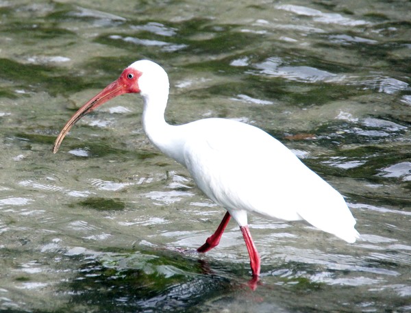 White Ibis 3/13/2012
