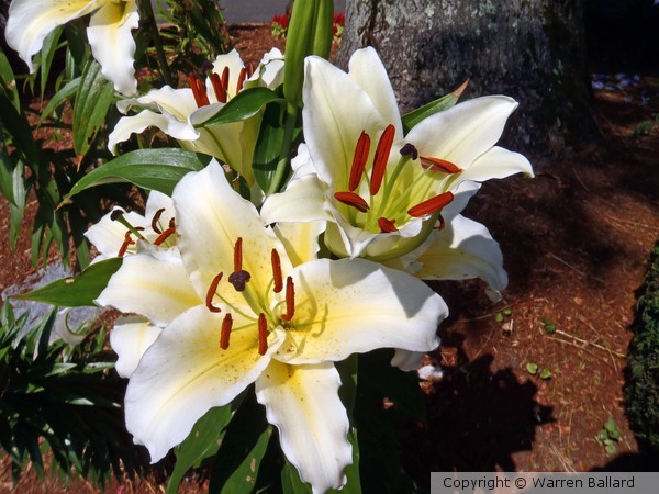 Day Lilies 7/16/2012