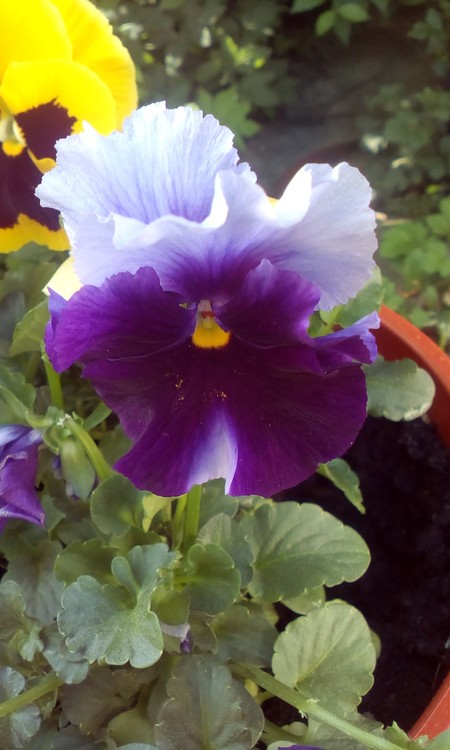 Pansy