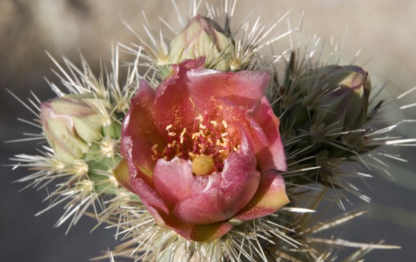 Cactus Flower