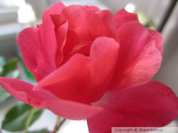November Roses