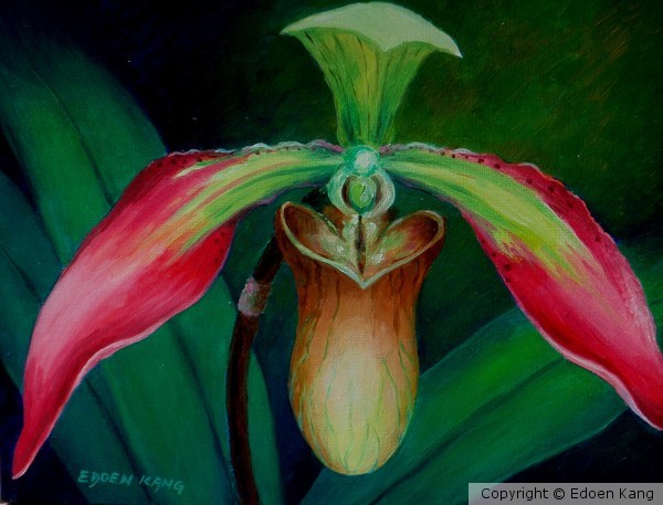 Borneo Slipper Orchid