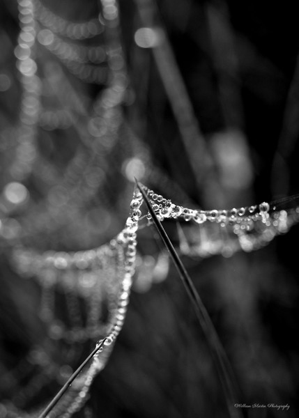 Water Pearls on a Tight Rope