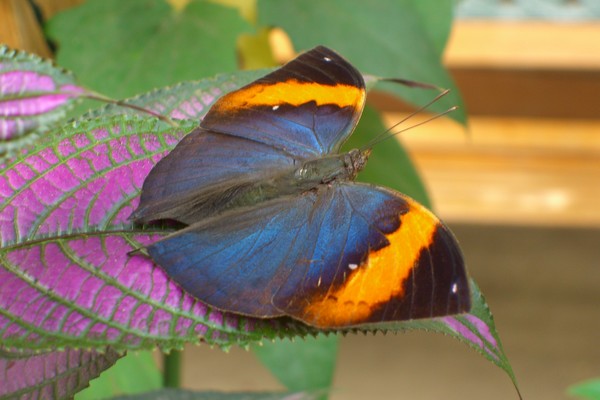 Huge Butterfly