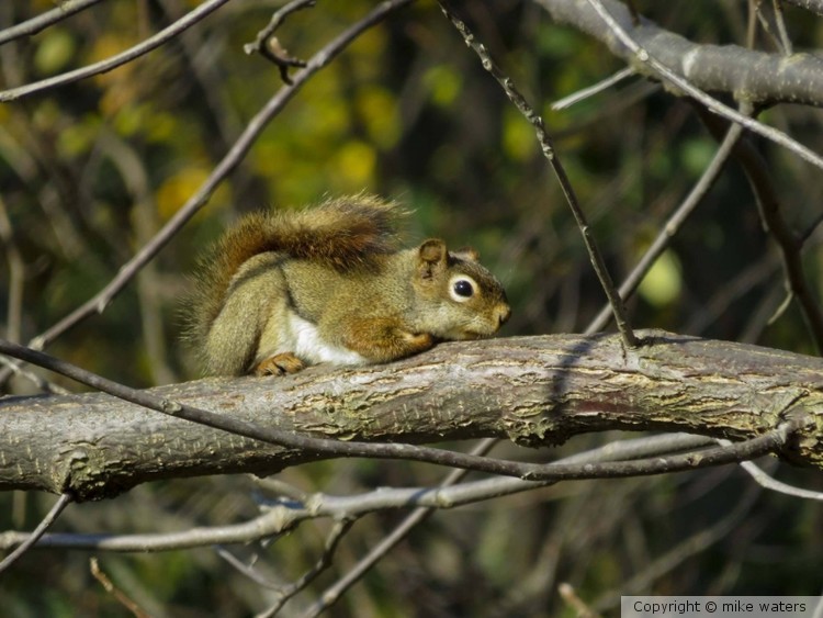 Red squirrel