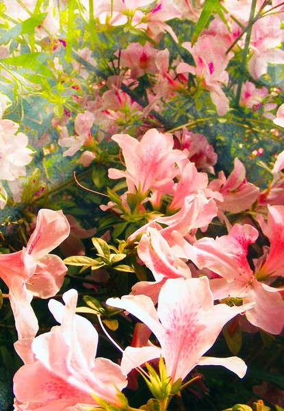 Azalea 