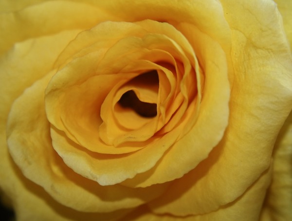 Yellow Rose II
