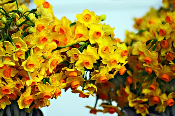 Jonquils
