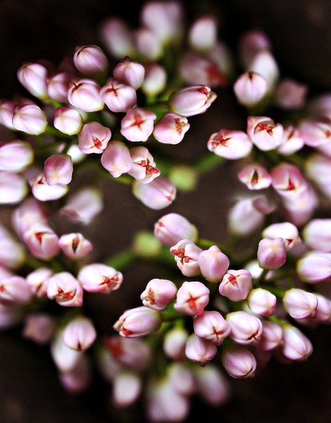Pink Wreath