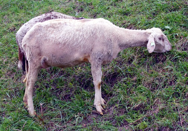 Eating grass