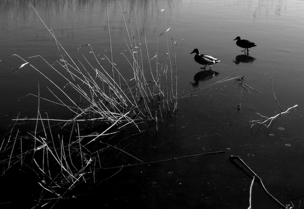 Walking on water