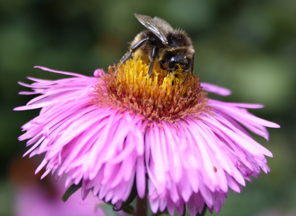 Eating bee
