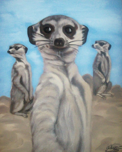Meerkats