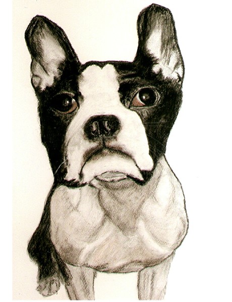 'Liam' Boston Terrier