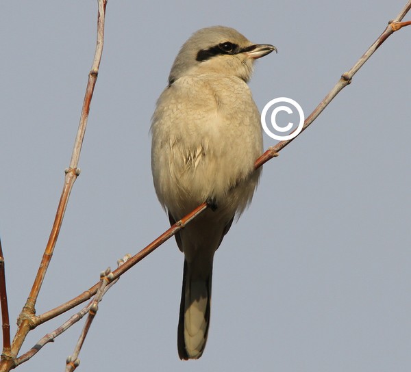 Northern Shrike!