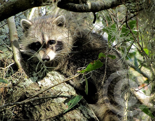 Baby raccoon hiding behind Spanish moss
