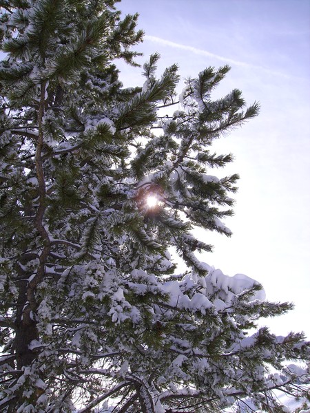 afternoon sun, Truckee California