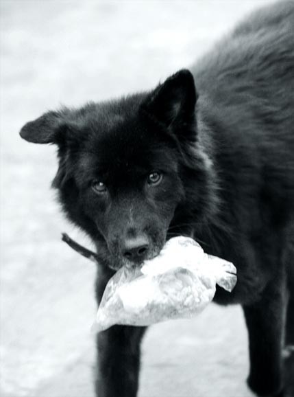 stealing food