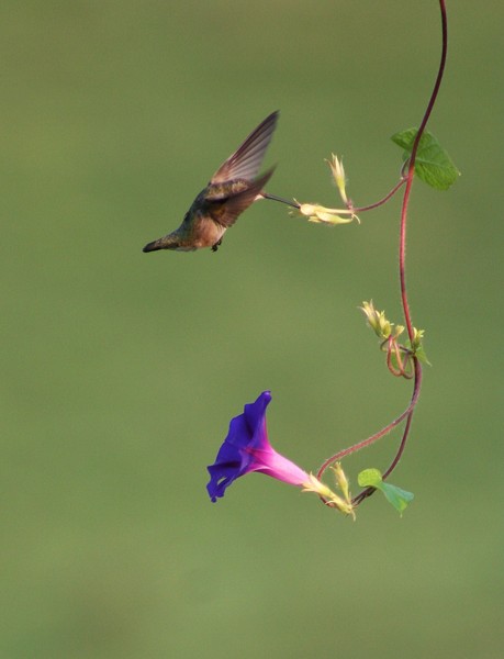 Morning Glory 4
