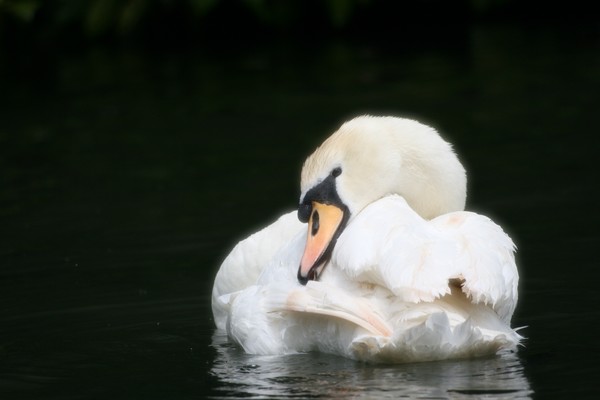 Shy swan