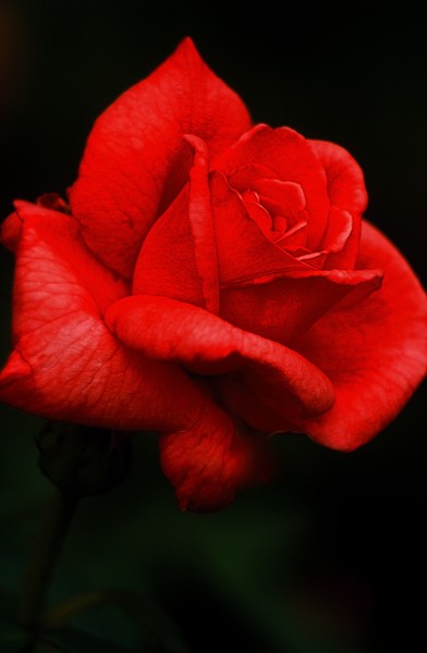 Red Rose