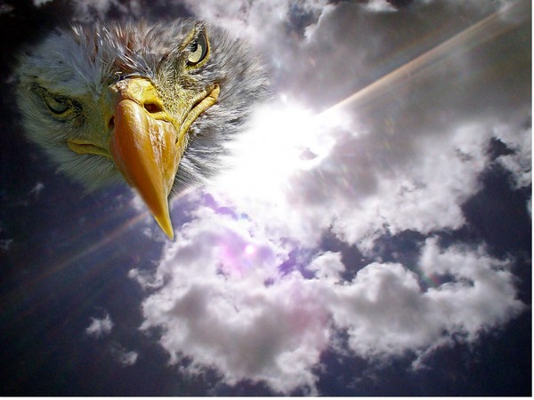 Eagle in the Sky