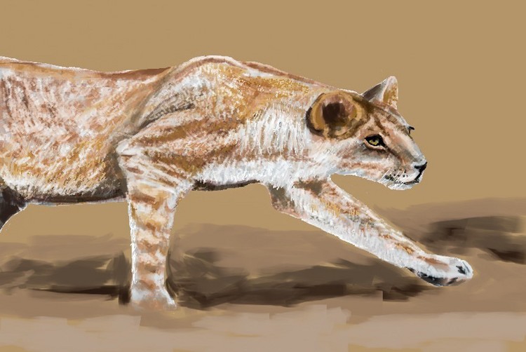 Hungry Lioness