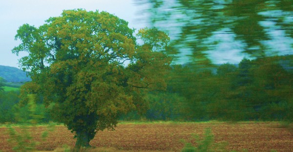 Tree In Motion
