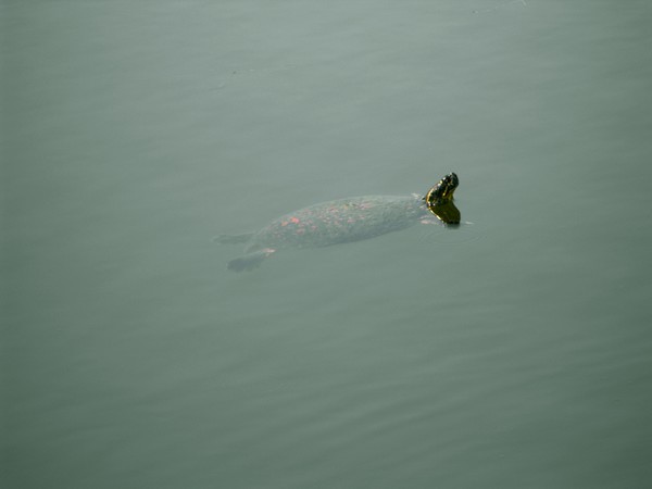 Turtle