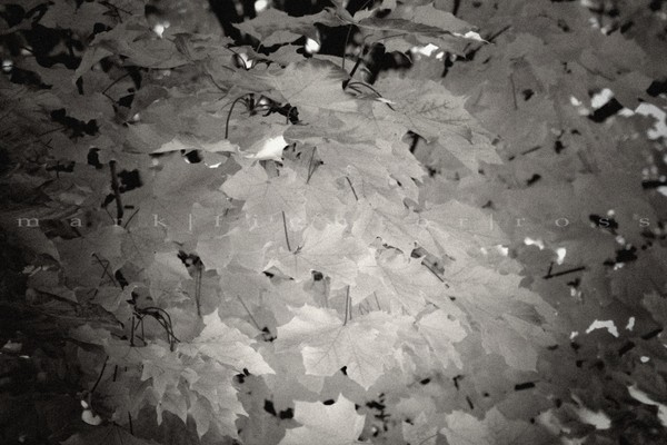 fading fall