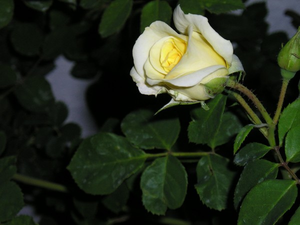 yellow rose