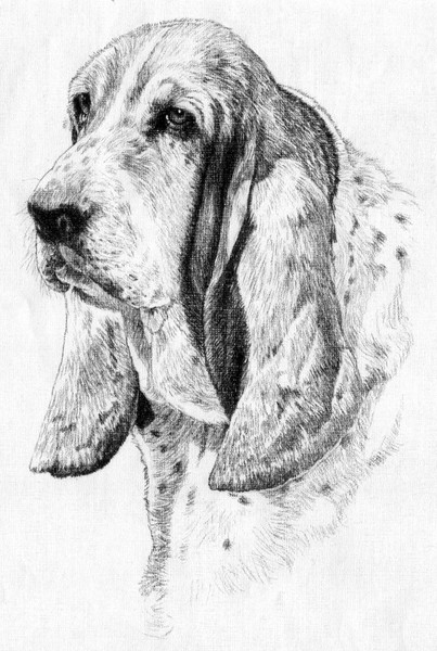 Basset hound